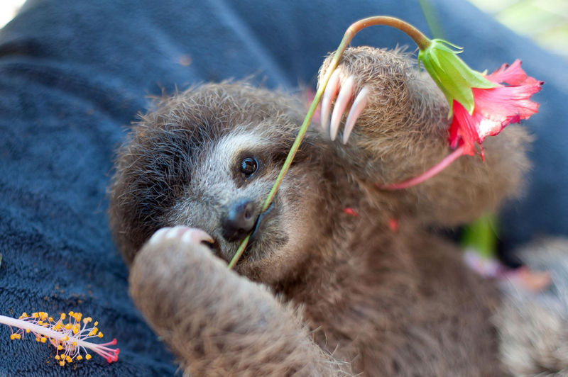 Illustration for article titled "Unbelievably Cute Pictures of Rescued Baby Sloths"